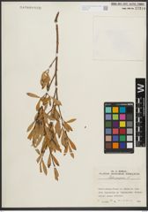 Foto von Salix purpurea L.